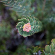 A plant found at Kirstenbosch